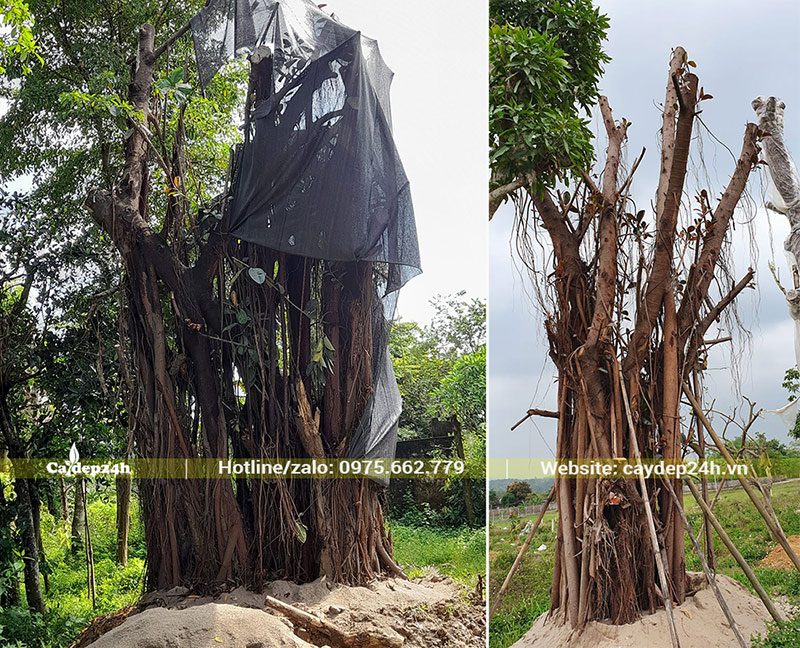 Tiến hành dâm ủ cây Đa Búp Đỏ công trình cổ thụ