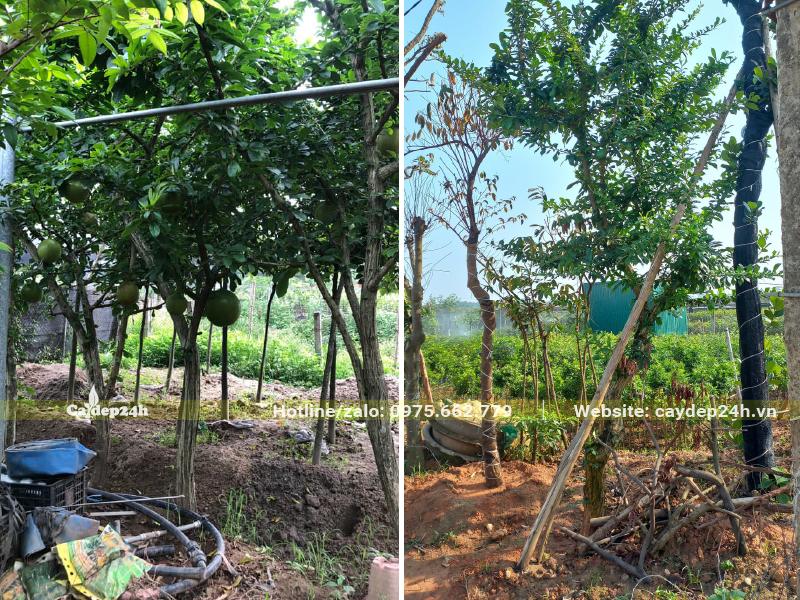 Cây dưỡng tại vườn, đường kính gốc từ 10cm trở lên, cao từ 3,5 - 5m