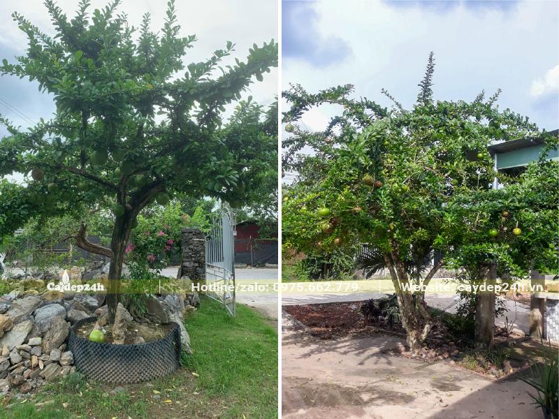 Hai cây Đào Tiên tán lá lớn trồng trước cổng nhà