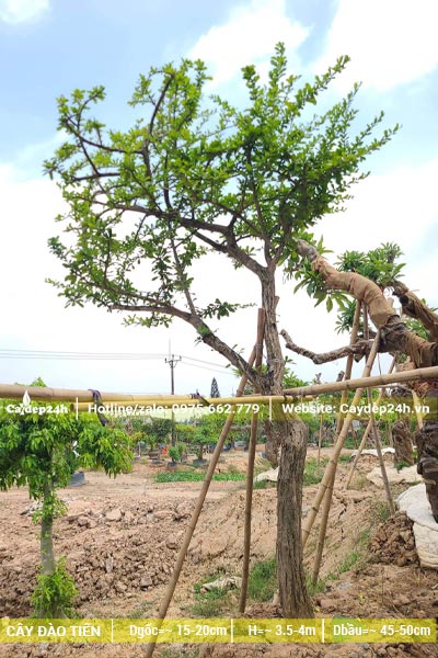 Cây cảnh Đào Tiên dáng đẹp, tay cành đang ra lá mới