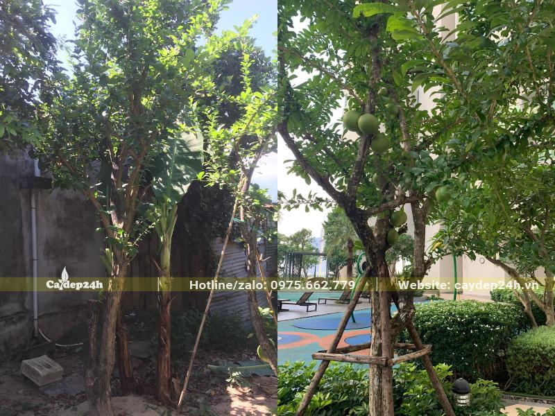 Trồng cây Đào Tiên tại sân chơi của một khu đô thị