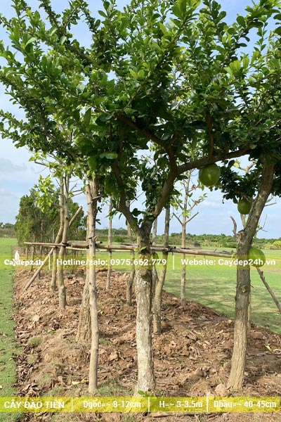 Một hàng dài cây Đào Tiên công trình cao gần 4m, đường kính gốc 10cm trở lên