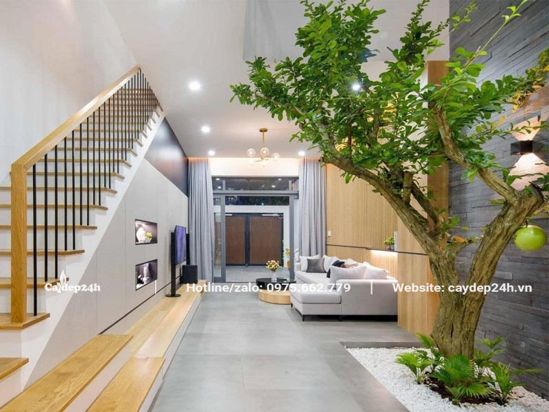 Cây Đào Tiên trồng trong nhà, bên ngoài phòng khách của một căn nhà phố hiện đại