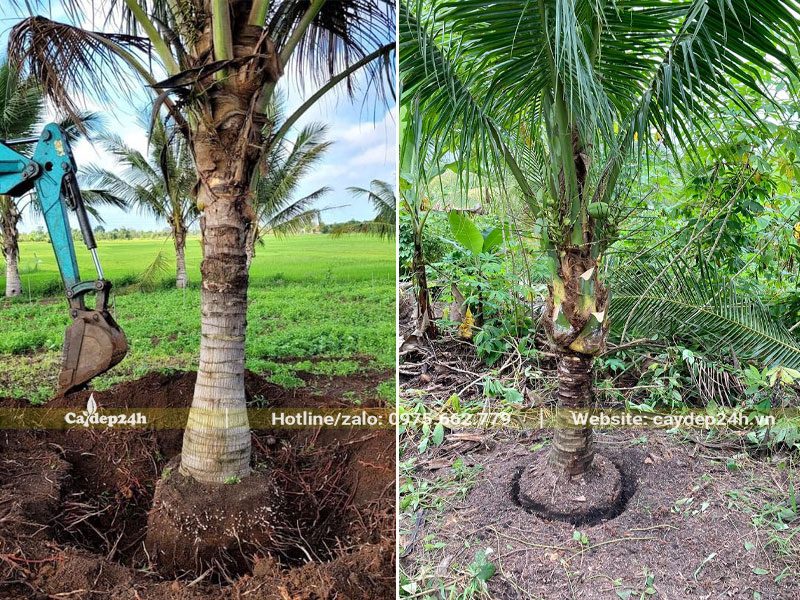 Đào hố trồng cây Dừa công trình tùy vào đặc thù của từng loại đất
