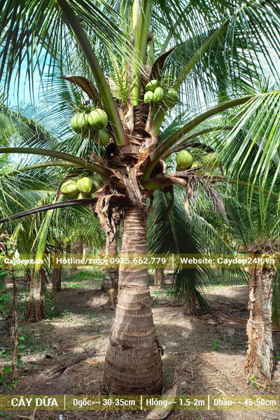 Cây Dưa công trình hàng tuyển chọn, đk gốc 35cm, lóng cao 1,2 - 1,5m