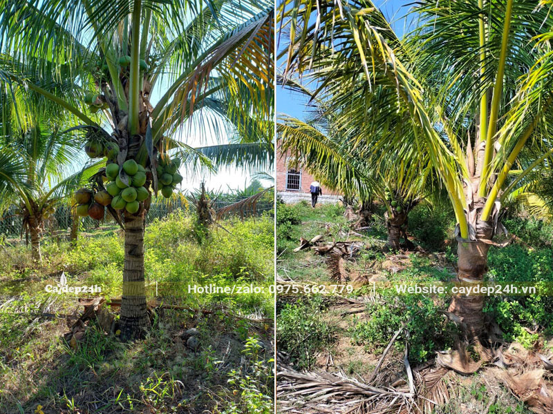 Vườn cây Dừa công trình đẹp, lóng thân chưa đến 1m