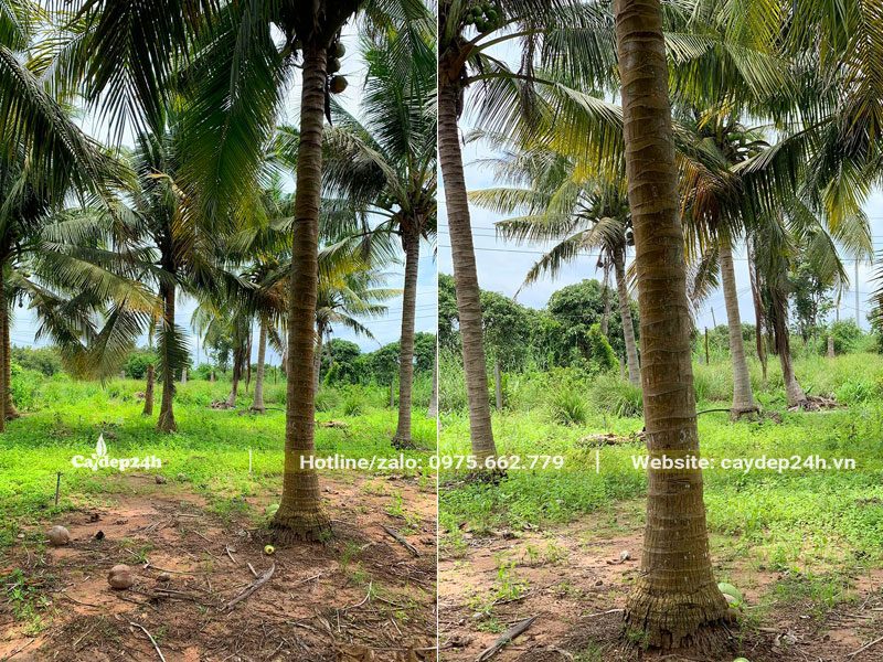 Vườn cây Dừa công trình gốc khủng, lóng thân cao tới 3m