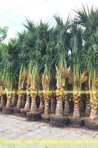 Số lượng lớn cây Dừa công trình lóng thân 50cm đã bứng sẵn bầu