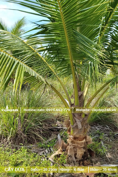 Cây Dừa công trình có lộ thân 30cm