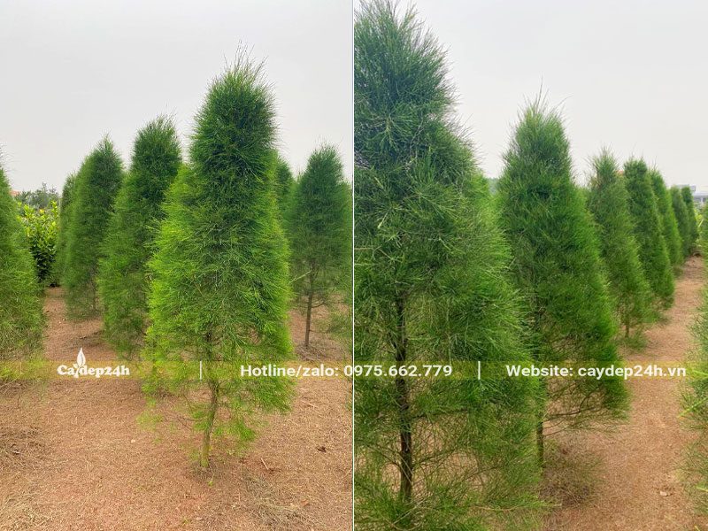 Nhà vườn dưỡng số lượng lớn cây Phi Lao cao 2,5m hàng đánh thẳng