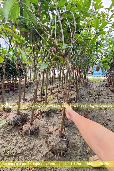 Cây giống Hồng Xiêm cao khoảng 1m