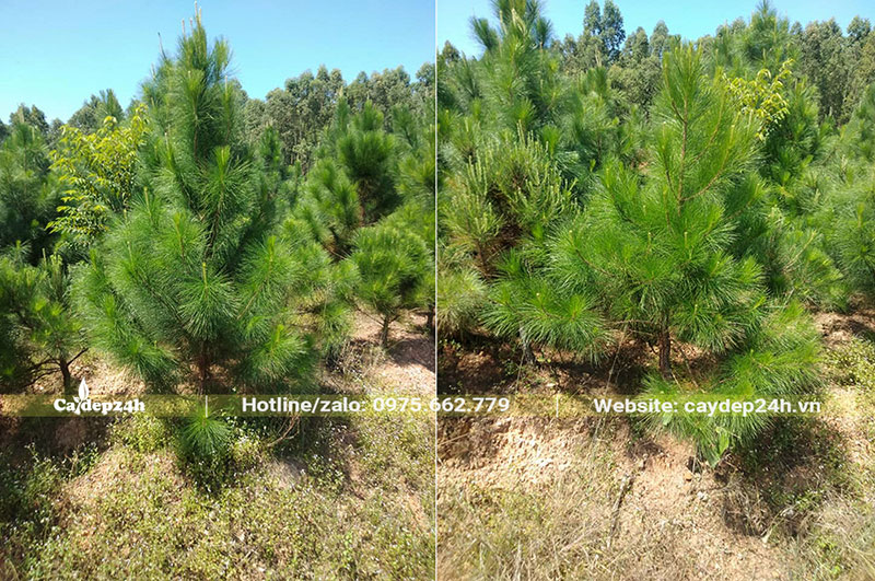 Đồi cây Thông Ba Lá trưởng thành, chiều cao từ 1m trở lên