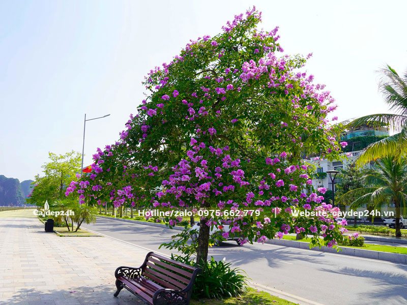 Dưới gốc Bằng Lăng đặt băng ghế dài cho người dân ngồi nghỉ mát