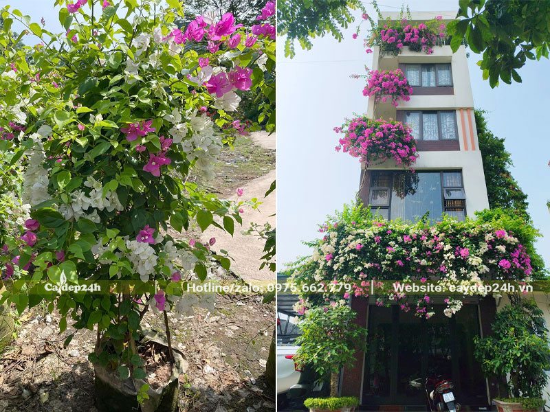 Hoa Giấy hai màu hồng và trắng trồng trang trí nhà phố cao cấp