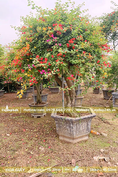Hoa Giấy cổ thụ trồng chậu cảnh, cao 2,5m với đk gốc khoảng 15cm