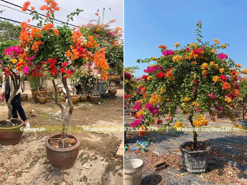 Những chậu Hoa Giấy đk gốc nhỏ khoảng 3 - 5cm, giá rẻ