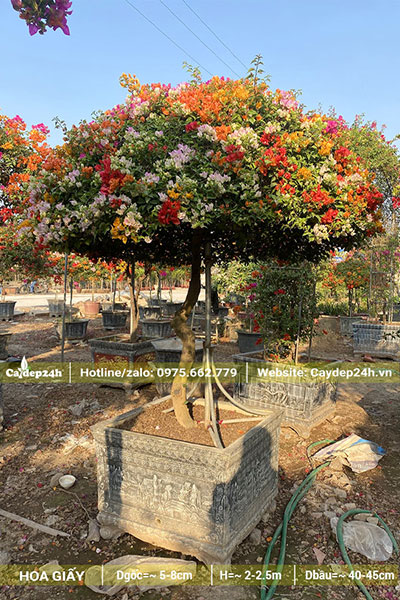 Chậu Hoa Giấy lâu năm, đk gốc 5cm, tán hình dù, đường kính gốc khoảng 1m