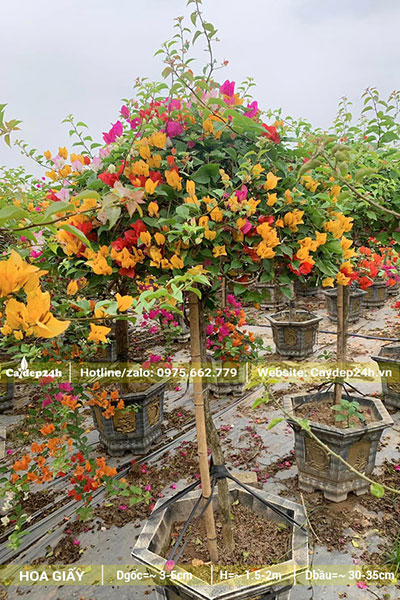 Chậu hoa Giấy thoát thân cao 1m, đk gốc khoảng 3cm