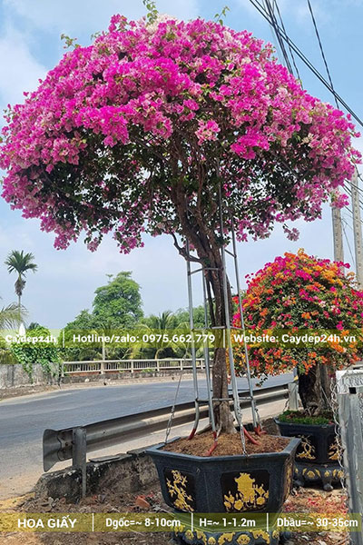 Cây hoa Giấy màu tím hồng nhẹ nhàng, quyến rũ, có đk gốc gần 10cm