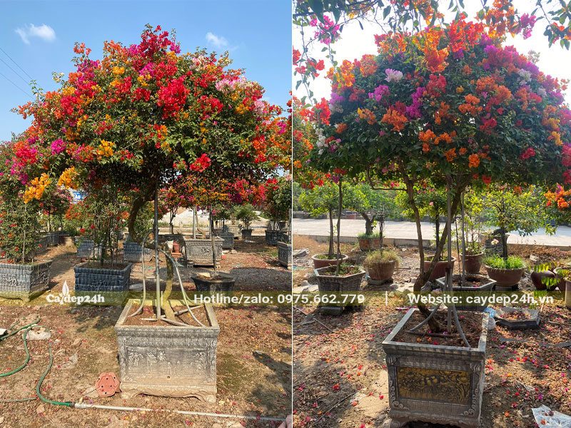 Chậu Bông Giấy ngũ sắc trồng lâu năm, trồng sẵn trong chậu, có giàn đỡ bằng kim loại chắc chắn