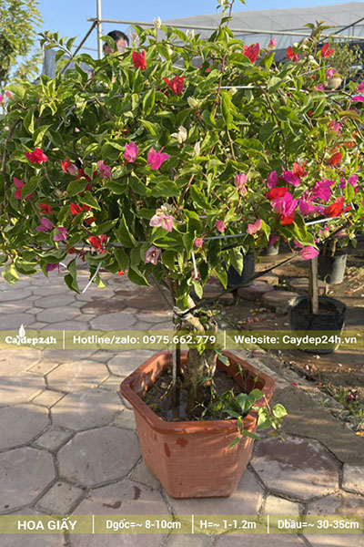Chậu Hoa Giấy nhỏ chiều cao khoảng 1m, đk gốc 5cm