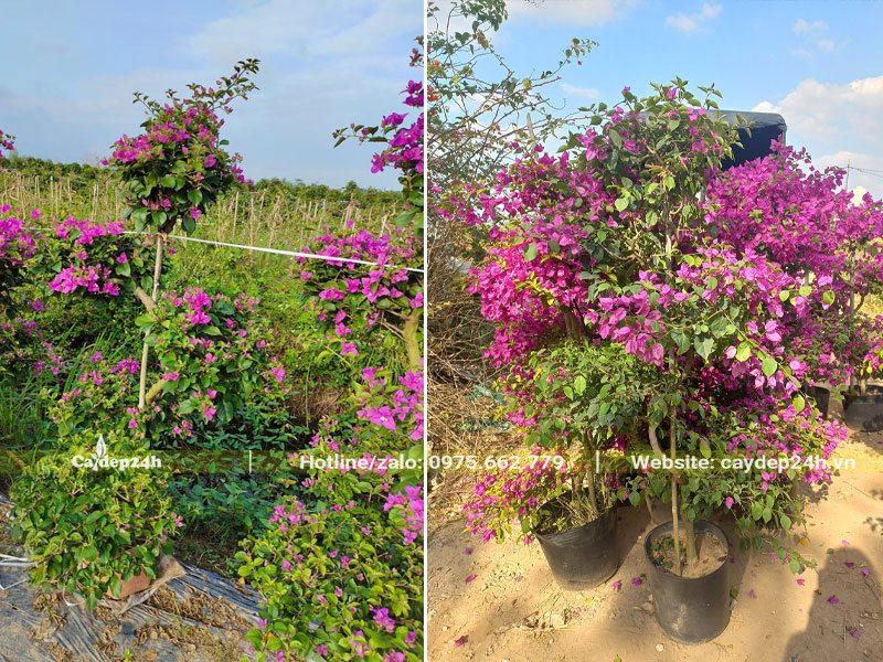 Bán chậu hoa Giấy Tím trưởng thành, đang ra hoa