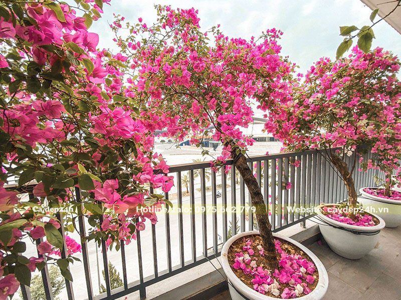 Những chậu hoa Giấy trồng ở ban công đang ra hoa rực rỡ