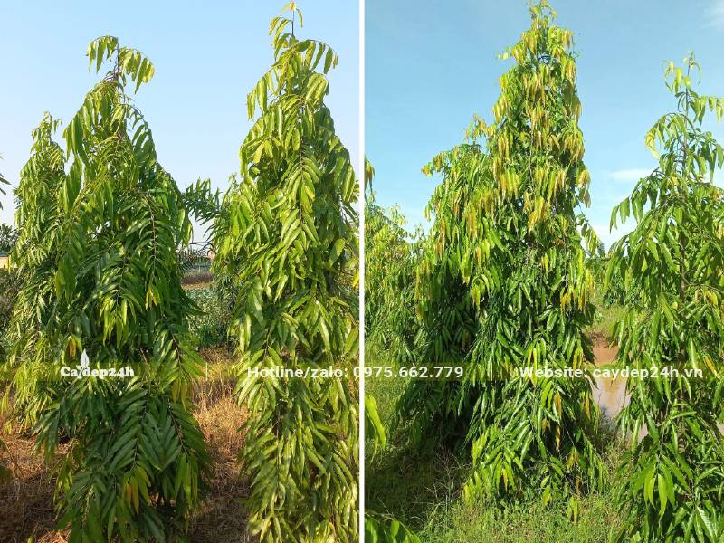 Vườn Hoàng Nam cao 3m, hàng bứng thẳng tại nhà vườn