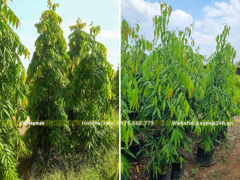 Vườn cây Hoàng nam dưỡng bầu thân cao hơn 2m