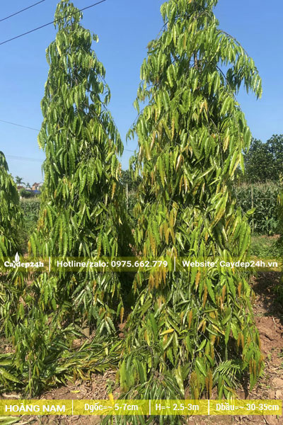 Cây cảnh Hoàng Nam cao 3m, đk gốc 5cm