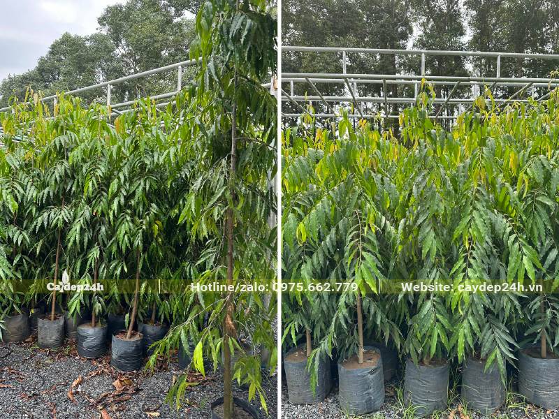 Cây giống Hoàng Nam nguyên bầu, chiều cao khoảng 1m