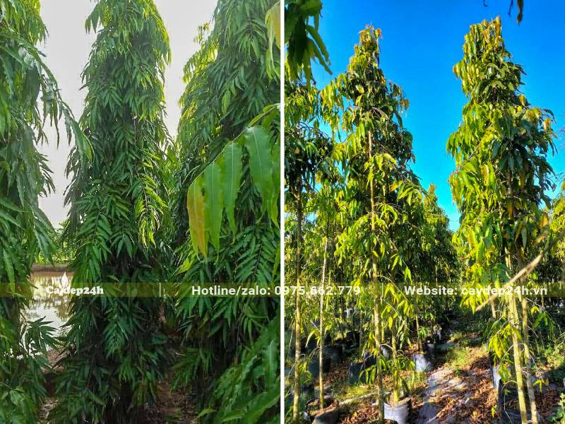 Cây Hoàng Nam trưởng thành thu hút với dáng hình tháp cao vút, tám lá buông rủ mềm mại