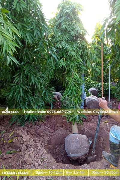 Công nhân đang bứng bầu cây hoàng nam đk gốc 10cm