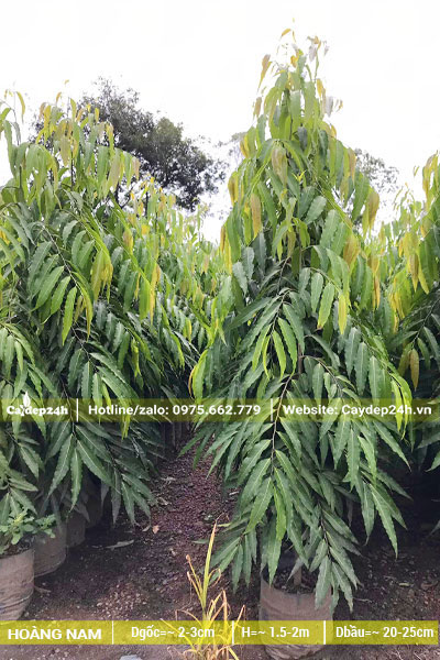 Hoàng Nam mới lớn, cao khoảng 2m, đk gốc 2 - 3cm