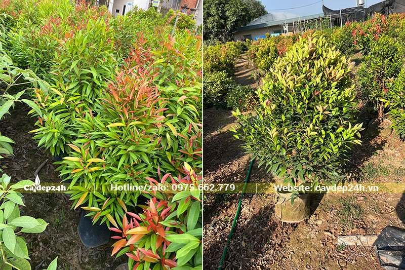 Mua cây Hồng Lộc trồng sẵn trong bầu
