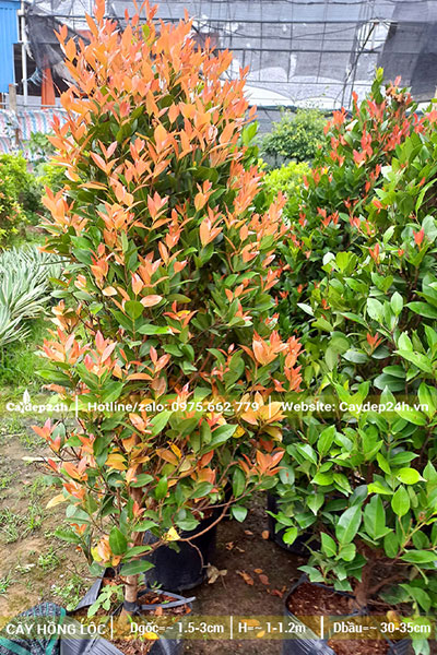 Vườn dâm ủ số lượng lớn cây Hồng Lộc cao 1m