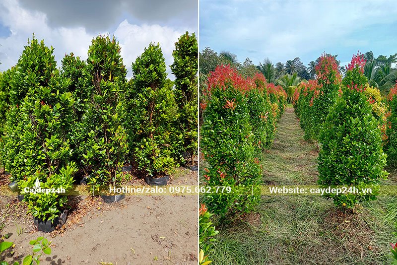 Cây Hồng Lộc cao 1,5 - 2m, đk gốc 5 - 7cm