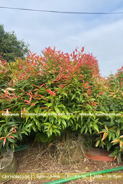 Hồng Lộc trồng trong bầu được 2 - 3 năm tuổi, cao 60 - 80cm