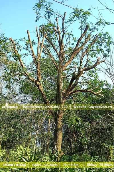 Mới đốn tỉa cành cho cây Hồng Xiêm cổ thụ đường kính thân 25cm đo cách gốc 1m
