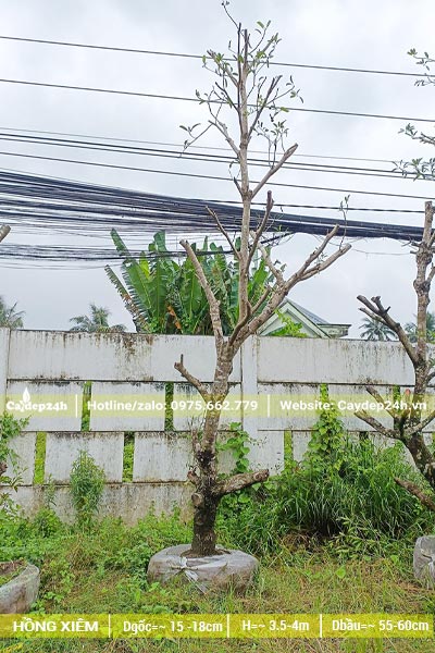 Hồng Xiêm công trình cao 4 - 5m, đường kính gốc khoảng 20cm