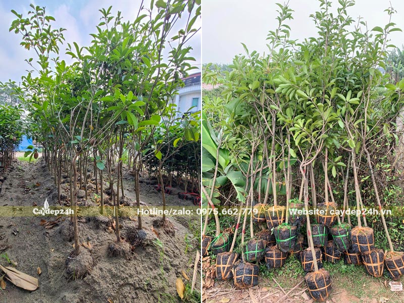 Cây giống Hồng Xiêm đường kính gốc 1,5 - 2cm