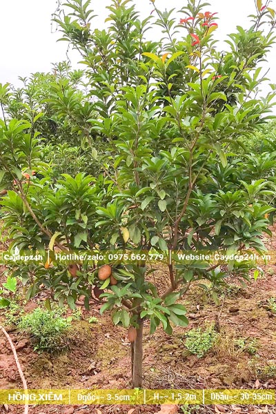 Hồng Xiêm cao khoảng 1m5, đường kính gốc 5cm đang ra trái vụ đầu