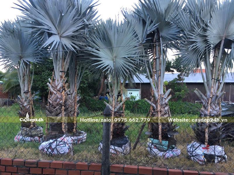 Cây Kè Bạc lóng thân cao từ 1 - 1,5m mới bứng bầu được dựng cọc chống cố định tại vườn