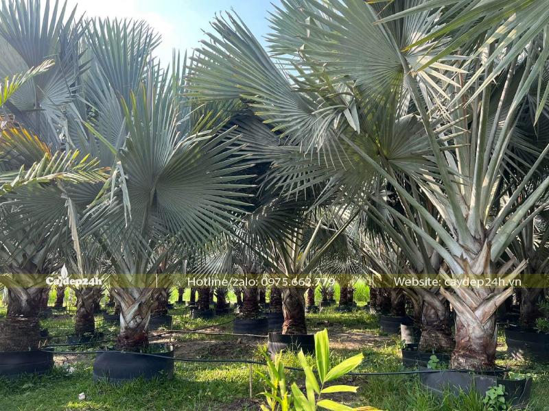 Trồng và dưỡng cây Kè Bạc trong bầu từ nhỏ