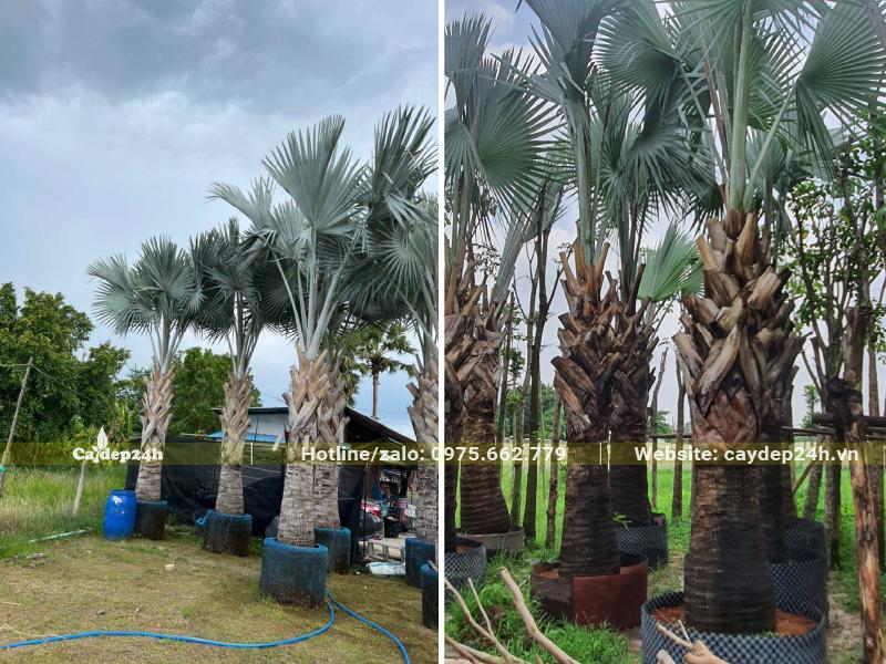 Nơi tập trung dâm ủ cây Kè Bạc công trình lâu năm có lóng thân cao gần 2m