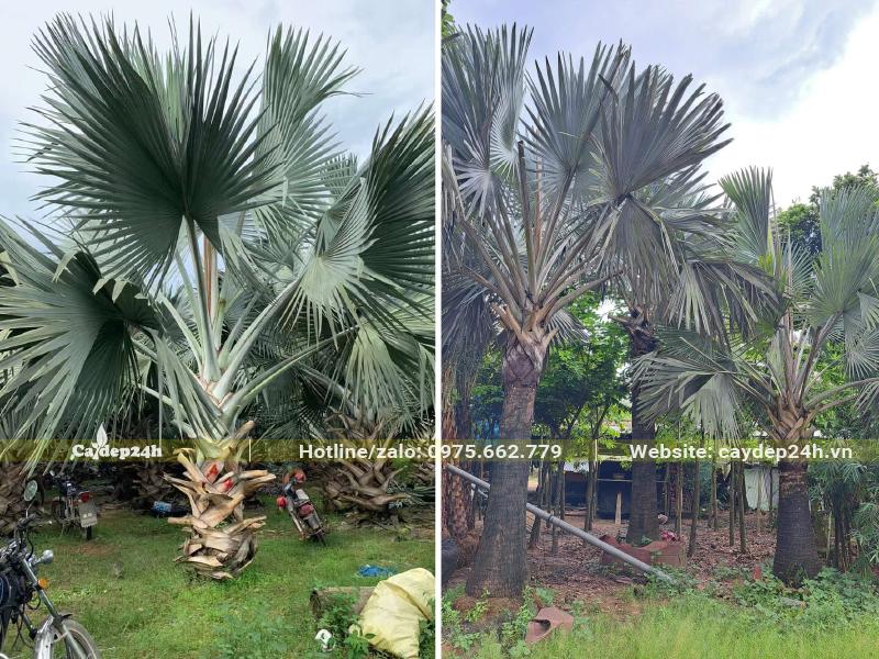 Hai khu vườn trồng Kè Bạc công trình, kích thước lóng thân cao, thấp đều có