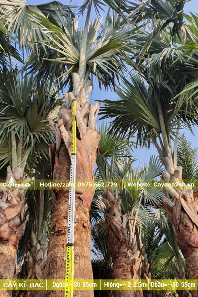 Đo kích thước của cây Kè Bạc công trình gốc lớn