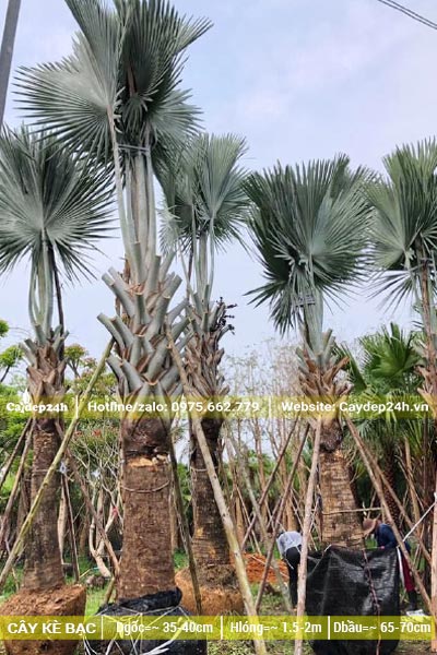 Dâm ủ cây Kè Bạc kích thước lớn, có dựng cọc chống cho từng cây