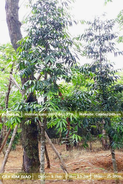 Kim Giao thân nhỏ, đk khoảng 3 - 5cm, chiều cao từ 2,5 - 3m