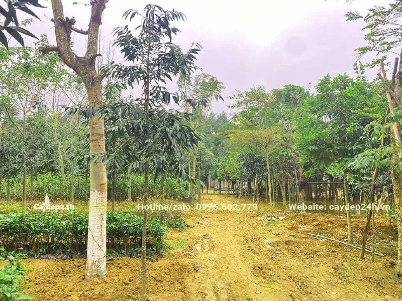 Kim Giao Núi Đá được trồng xen với các loại cây công trình khác